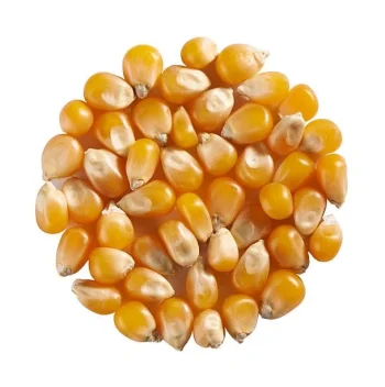 بوشــار حب