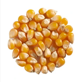 بوشــار حب