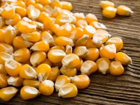 بوشــار حب